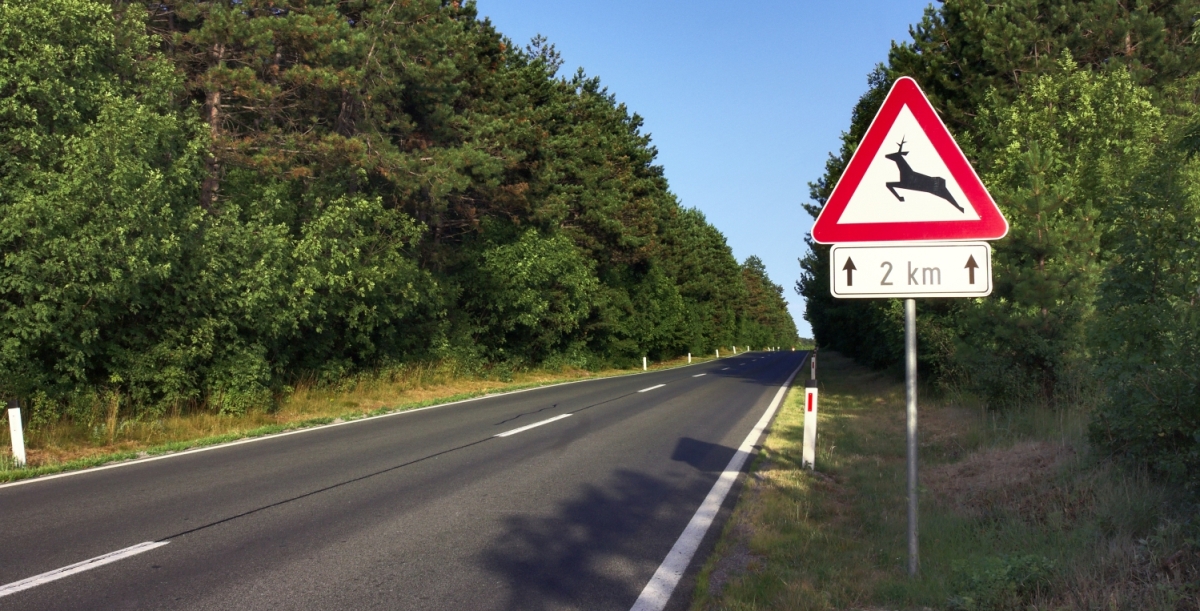 Straße mit Wildwechsel-Verkehrszeichen